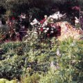 Am Bauerngarten: Rosen an alter Bruchsteinmauer