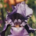 Iris-violettblau