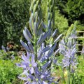 PrÃ¤rielilie_2_Camassia leichtlinii