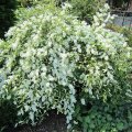 Radspiere_1