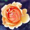 Amber-Queen