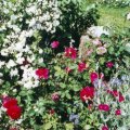 Rosen-Lichnelken & kl.Jasmin