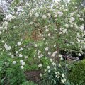 stark duftender Schneeball-Viburnum carlesii