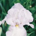 Schwertlilie-Iris