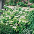 Viburnum plicatum-Hortensienschneeball_1