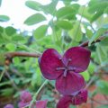 Akebia quinta-Kletterpflanze-duftend_1