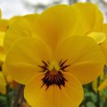 Gelbe Viola cornuta duften im Sonnenschein