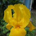 Iris giallo
