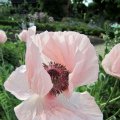 Mohn in Pastel