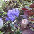 Begleiter im Rhododendrongarten-Eisenhut(giftig!)