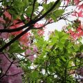 Im Hochwald der Rhododendronzwerge