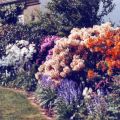 Rhododendron & Begleiter