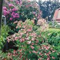 Rhododendron `Cecil`