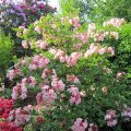 Rhododendron `Cecil`_1