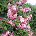 Rhododendron `Cecil`_2