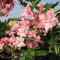 Rhododendron `Cecil`_3