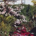 Rhododendron-Funkien & Farne