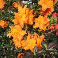 Rhododendron lut.`Klondyke`_2