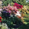Rhododendrongarten-im Reich der Farben