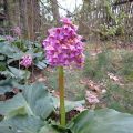 Waldbewohner-Bergenia_2