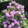 pastel-fliederfarbener RhododendronfrÃ¼hling_1