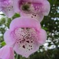 Digitalis_IMG_1576