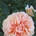 IMG_1628