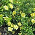 Loredo_IMG_1772
