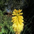 Fackellilie-Kniphofia_IMG_2790