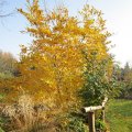 Federmagnolie_herbstliches-goldgelb_IMG_2952