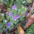 Glockenblumen_IMG_2895