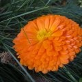 Herbst-Ringelblume_IMG_2913