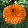 Herbst-Ringelblume_IMG_2914
