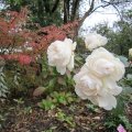 wirklich__. Herbst ?_What a roses is it? IMG_2801