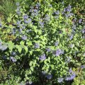 Herbstblau_IMG_2624