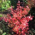 HerbstfÃ¤rbung des Heidelbeerstrauches_IMG_2792