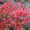 Herbstfaerbung AzaleÃ© -Rh.lut Persil