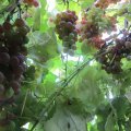 HerbstfrÃ¼chte_IMG_2670
