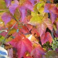 Herbstlaub-wilder Wein
