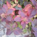 Herbstrot_IMG_2988