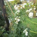 Histor.Rose_Girlande de Amour_IMG_2906