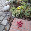 Hofpuzzel_IMG_3010