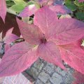 Hortensien herbstlich