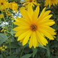 Inspiration of Sunflower_IMG_2516
