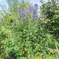 Eisenhut_IMG_2523_1