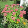 IMG_2524_1