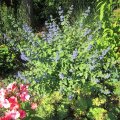 Bartblume_IMG_2562