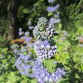 Herbstblaue Bartblume_Careopteris x glandonensis_IMG_2563