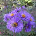 Bienen_Herbstblau_IMG_2593