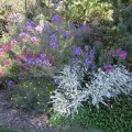 ohne Worte-"Herbstastern"_IMG_2641